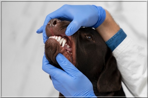 La poudre dentaire pour chien peut-elle remplacer le brossage ? Avis vétérinaire